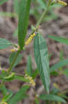 Slender threeseed mercury